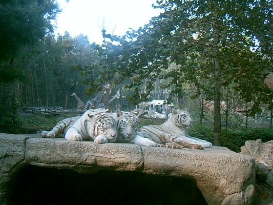 SUC31619_resize.JPG